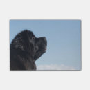 Suche nach gekritzel post it Bär