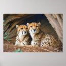 Suche nach gepard poster Safari