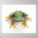 Suche nach frosch spaß poster Reptil