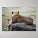 Suche nach löwe und löwin poster Tiere