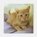 Suche nach striped magnete Katze