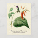 Suche nach kolibris postkarten Für sie