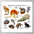 Suche nach dingo poster Tiere