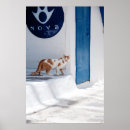 Suche nach mykonos poster Katzen