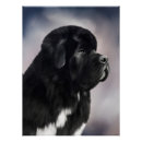 Suche nach landseer poster Neufundland