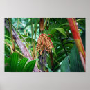 Suche nach tropische frucht poster Palme