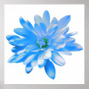 Suche nach blumenfoto poster Blau