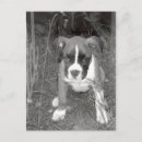 Suche nach boxer postkarten Portrait