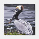 Suche nach pelikane magnete Tiere