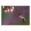 Suche nach flug poster Archilochus colubris