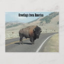 Suche nach nationaler bison postkarten Montana