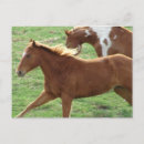 Suche nach galopper postkarten Pferd