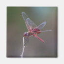 Suche nach dragonfly magnete Flügel