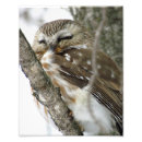 Suche nach schnee eulen poster Natur