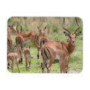 Suche nach wildtiere magnete Tierfotografie