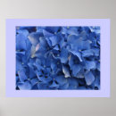 Suche nach blaue hydrangeas poster Floral