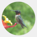 Suche nach hummingbird aufkleber Fotografie