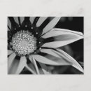 Suche nach schwarzweiß postkarten Blume