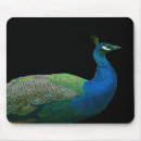 Suche nach pfau mousepads Vogel