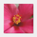 Suche nach klar magnete Rosa