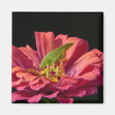 Suche nach heuschrecken magnete Blume