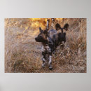 Suche nach hundewelpen poster Tiere