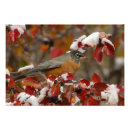 Suche nach nationaler vogel poster Winter