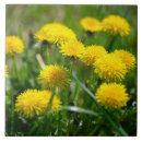 Suche nach dandelion fliesen Natur