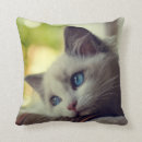 Suche nach ragdoll kissen Kätzchen