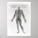 Suche nach vesalius poster 1514 64