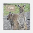 Suche nach känguru magnete Tier