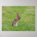 Suche nach cute bunny poster Nature