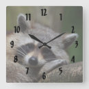 Suche nach waschbär wanduhren Wild