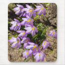 Suche nach krokus blumen mousepads Fotografie