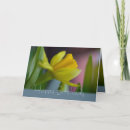 Suche nach gelbe narzissen karten Daffodien