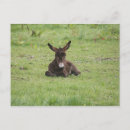 Suche nach esel postkarten Farm