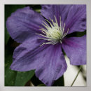 Suche nach clematis kunst Natur