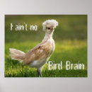 Suche nach lustiges huhn poster Vogel