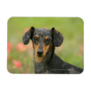 Suche nach glatt magnete Hund