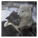 Suche nach spieler fliesen Tag