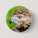 Suche nach falke buttons Wild lebende tiere
