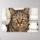 Suche nach tabby poster Katze
