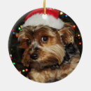 Suche nach yorkshire terrier ornamente Niedlich