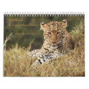Suche nach kenia kalender Gepard