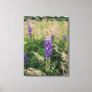 Suche nach lupinen poster leinwandbilder Feld
