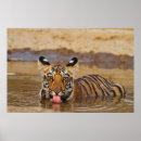 Suche nach bengal tiger poster Katze