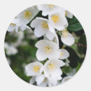 Suche nach jasmin aufkleber Blume