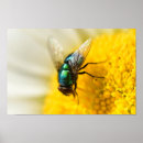 Suche nach wie was es zu fliegen ist poster Insekten