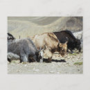 Suche nach yak poster Neffe