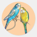 Suche nach australischer vogel aufkleber Papagei